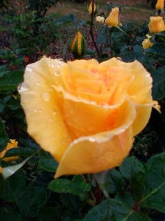 黄色のバラの花.jpg